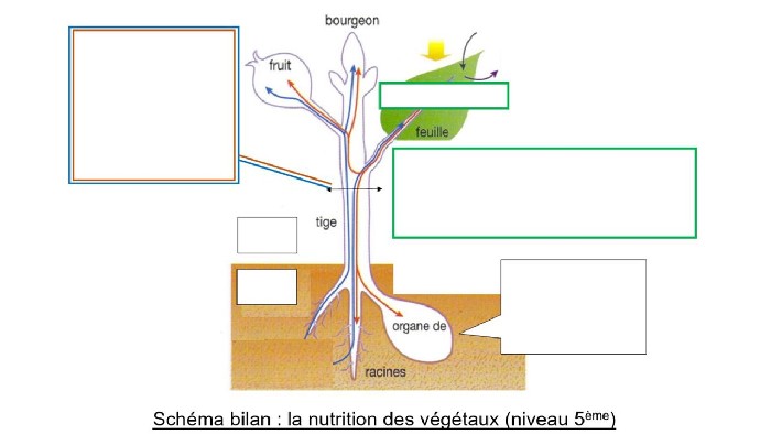 Nutrition végétale - 5ème